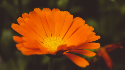 Close-up of orange flower