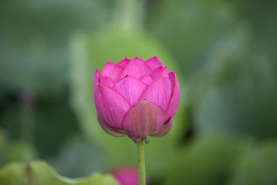 Close-up of pink flowers