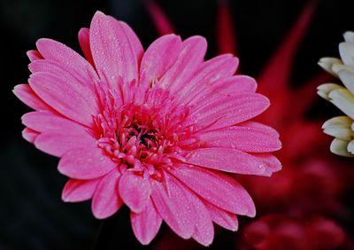 Close-up of pink flower blooming outdoors