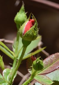 Close-up of cactus plant