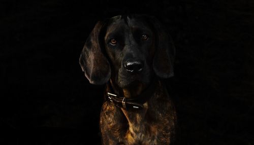 Close-up portrait of black dog