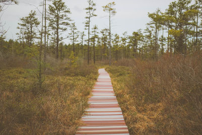 Footpath amidst trees in forest