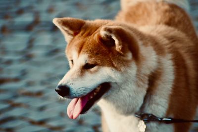 Close-up of dog looking away