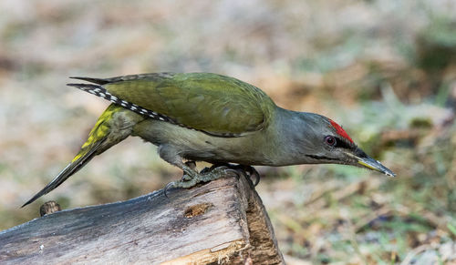 Close-up of bird perching on branch