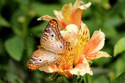 Close-up of butterfly pollinating on flower