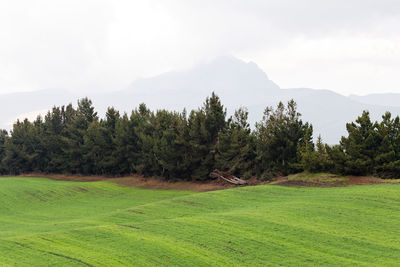 Trees on field against sky