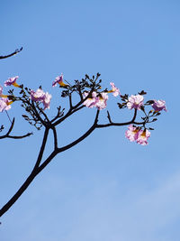 Low angle view of cherry blossoms against sky