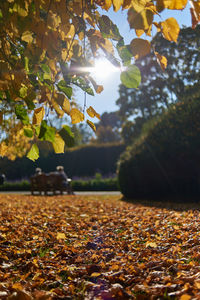 Sunlight falling on autumn leaves on field