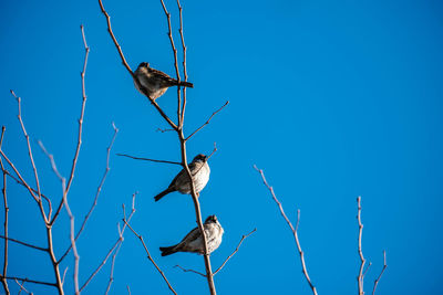 Low angle view of bird perching on branch against clear blue sky