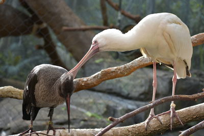 Close-up of birds perching outdoors