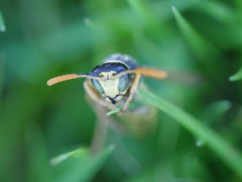 Selective view of an insect