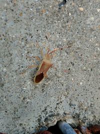 High angle view of insect on rock