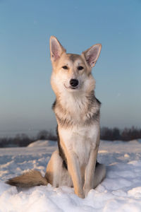 Portrait of dog on snow covered land