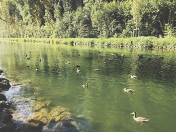 View of ducks swimming in lake