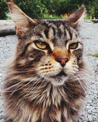 Close-up portrait of cat