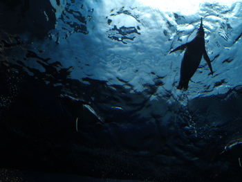 Low angle view of penguin swimming undersea