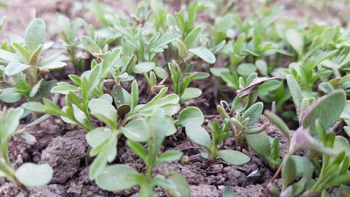 Close-up of plants growing in farm