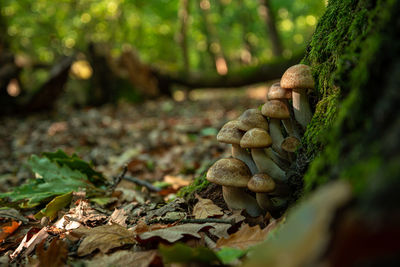 Close-up of mushroom growing on field