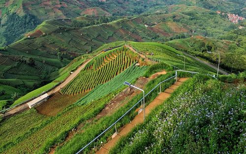 High angle view of rice field