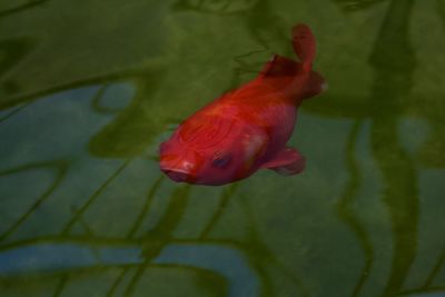 Close-up of fish swimming in sea