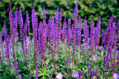 Close-up of purple lavender flowers in field