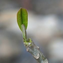 Close-up of green leaf