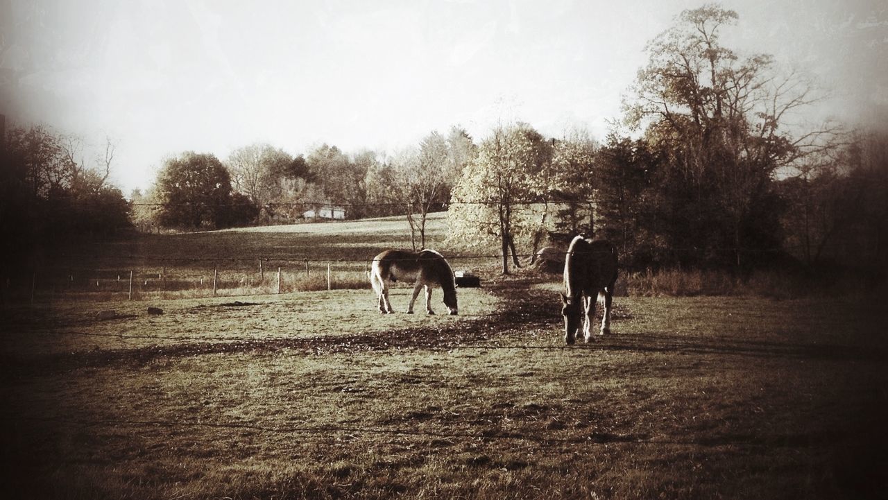 animal themes, domestic animals, mammal, livestock, horse, tree, field, herbivorous, working animal, clear sky, full length, walking, cow, two animals, landscape, standing, one animal, nature, togetherness, grazing