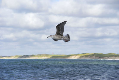 Seagull flying over sea against sky