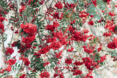 Red berries growing on tree