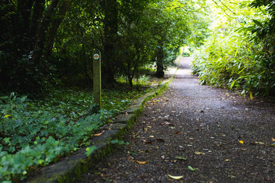 Road amidst trees in forest