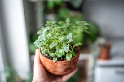 Close-up of potted plant