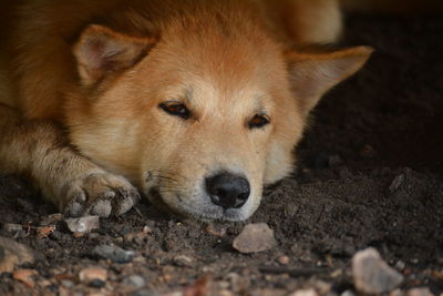 Close-up portrait of a dog resting