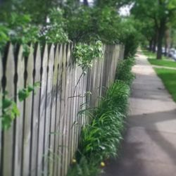 Trees growing in a row