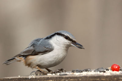 Close-up of bird perching