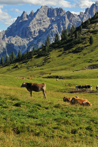 Scenic view of grassy field