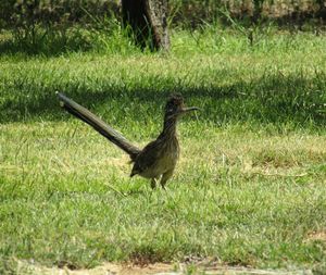 Side view of a bird on field