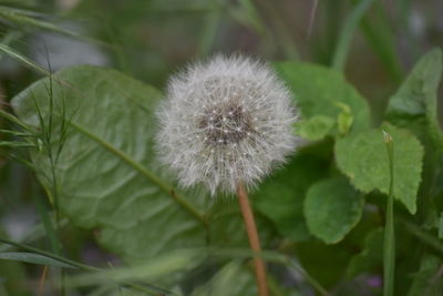 Close-up of dandelion flower