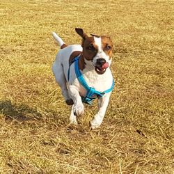 High angle view of dog running