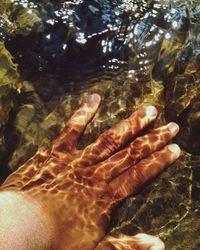 Low section of person with turtle in water