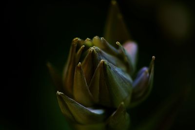 Close-up of flowering plant against black background