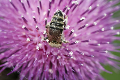 Close-up of bumblebee on purple flower