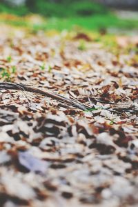Close-up of dry autumn leaf