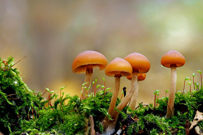 Close-up of growing galerina mushrooms