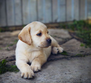 Close-up of a dog looking away