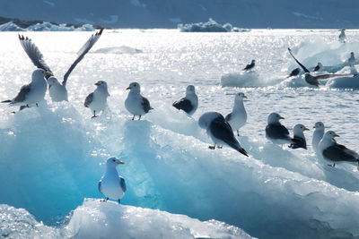 Seagulls on a floating iceberg in the arctic ocean