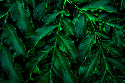 Full frame shot of fresh green leaves