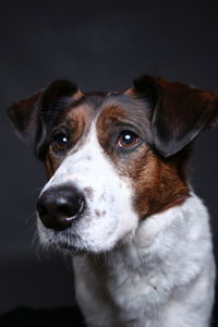 Close-up portrait of dog