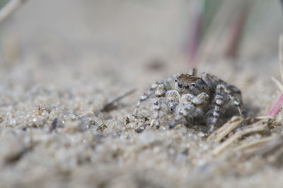 Close-up of crab