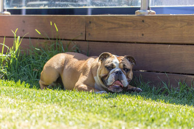 Portrait of dog relaxing on grass