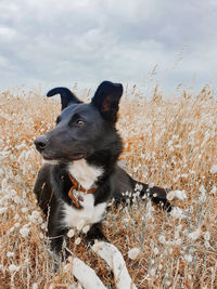 Puppy in the field